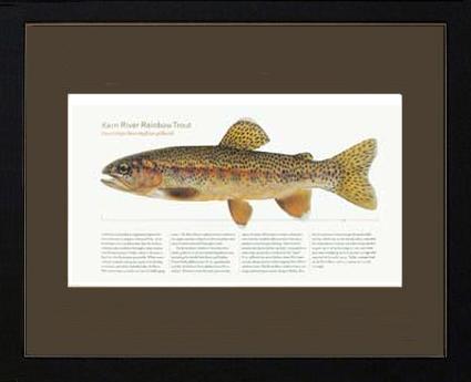 Kern River Rainbow Trout | Matted Tomelleri Trout Fish Print