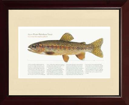 Kern River Rainbow Trout | Matted Tomelleri Trout Fish Print