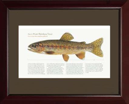 Kern River Rainbow Trout | Matted Tomelleri Trout Fish Print