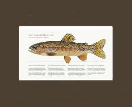 Kern River Rainbow Trout | Matted Tomelleri Trout Fish Print