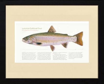 Lahontan Cutthroat Trout | Matted Tomelleri Trout Fish Print