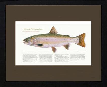 Lahontan Cutthroat Trout | Matted Tomelleri Trout Fish Print