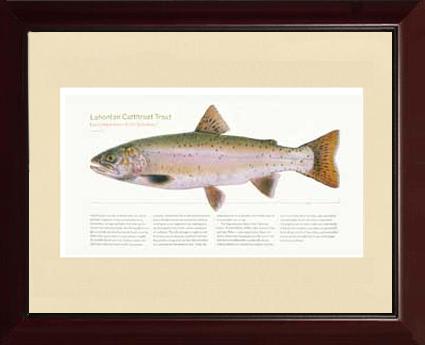 Lahontan Cutthroat Trout | Matted Tomelleri Trout Fish Print