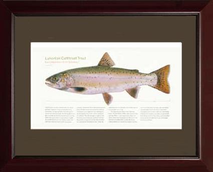 Lahontan Cutthroat Trout | Matted Tomelleri Trout Fish Print