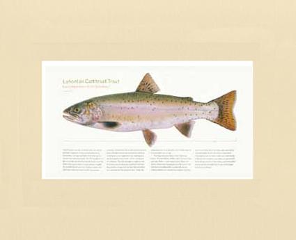 Lahontan Cutthroat Trout