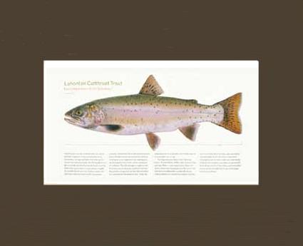 Lahontan Cutthroat Trout | Matted Tomelleri Trout Fish Print