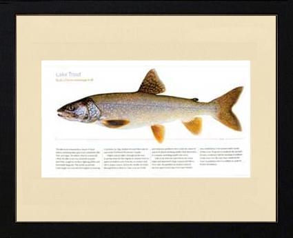 Lake Trout | Matted Tomelleri Trout Fish Print