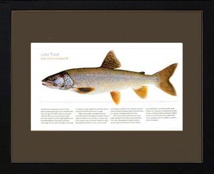 Lake Trout | Matted Tomelleri Trout Fish Print