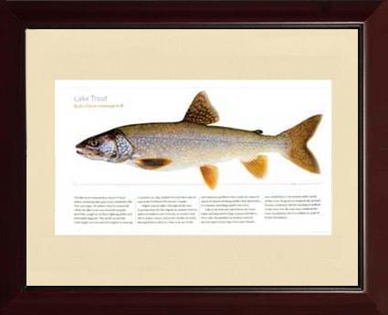 Lake Trout | Matted Tomelleri Trout Fish Print