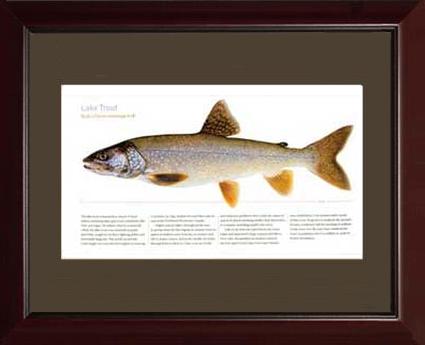 Lake Trout | Matted Tomelleri Trout Fish Print