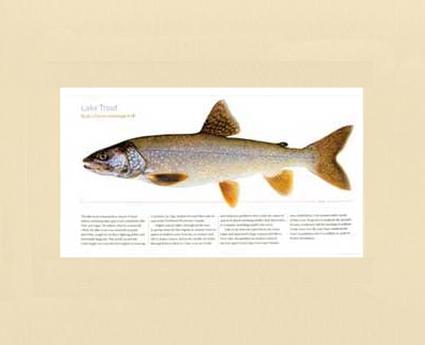 Lake Trout