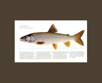 Lake Trout | Matted Tomelleri Trout Fish Print