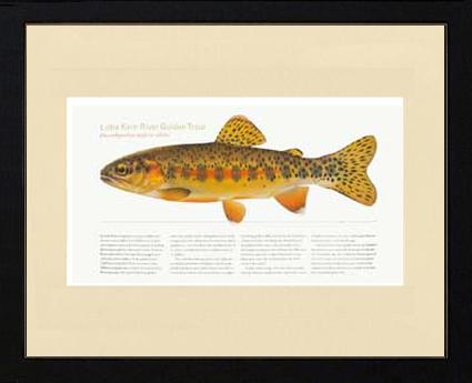 Little Kern River Golden-Trout | Matted Tomelleri Trout Fish Print
