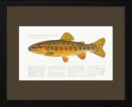 Little Kern River Golden-Trout | Matted Tomelleri Trout Fish Print