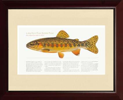 Little Kern River Golden-Trout | Matted Tomelleri Trout Fish Print