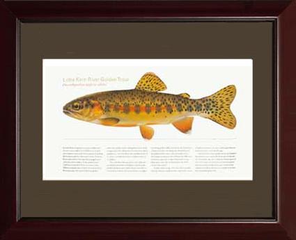 Little Kern River Golden-Trout | Matted Tomelleri Trout Fish Print