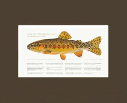 Little Kern River Golden-Trout | Matted Tomelleri Trout Fish Print