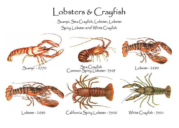 Lobsters & Crayfish