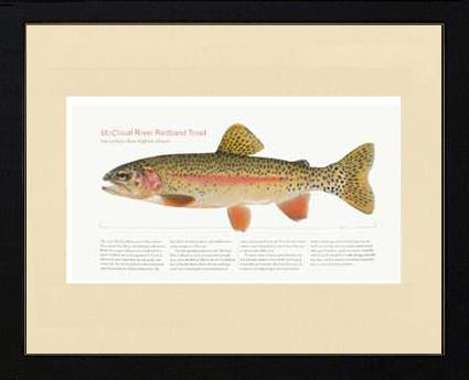 McCloud River Redband Trout | Matted Tomelleri Trout Fish Print