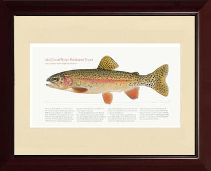 McCloud River Redband Trout | Matted Fish Print