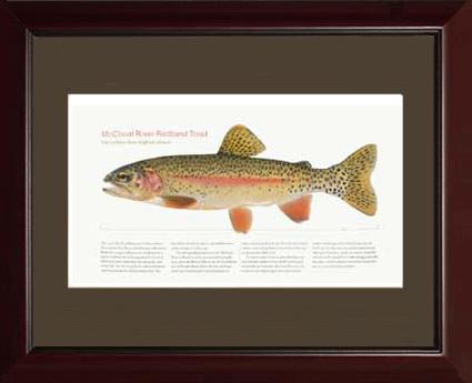 McCloud River Redband Trout | Matted Fish Print