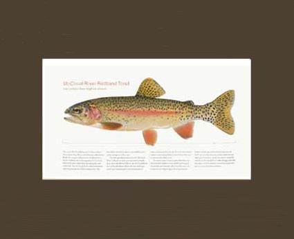 McCloud River Redband Trout | Matted Fish Print