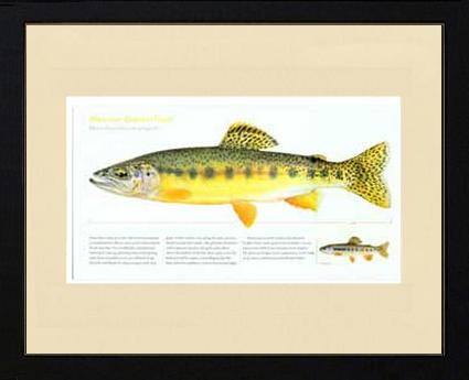 Mexican Golden Trout | Matted Tomelleri Trout Fish Print