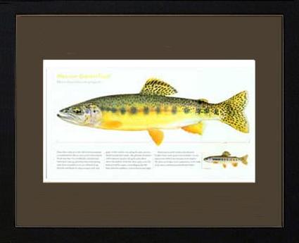 Mexican Golden Trout | Matted Tomelleri Trout Fish Print