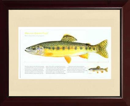 Mexican Golden Trout | Matted Tomelleri Trout Fish Print