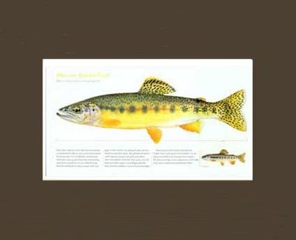 Mexican Golden Trout | Matted Tomelleri Trout Fish Print