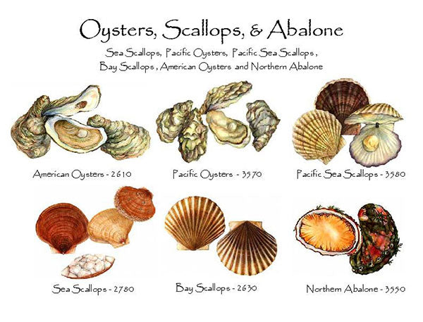 Oysters & Scallops | Shellfish Notecard Set