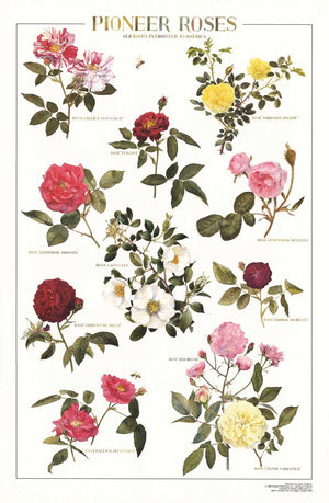 Pioneer Roses | Identification Poster