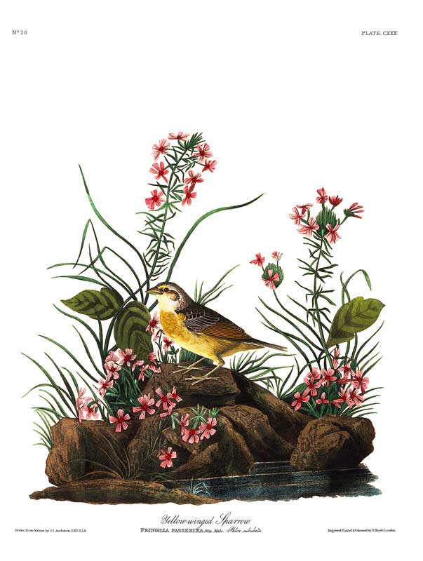 Sparrow-Yellow-Winged