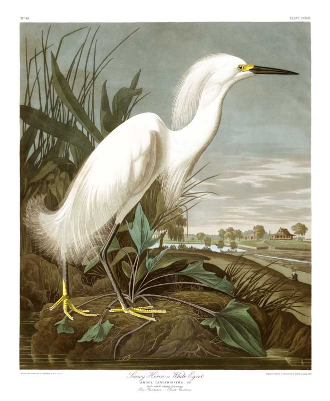 Snowy Heron or White Egret