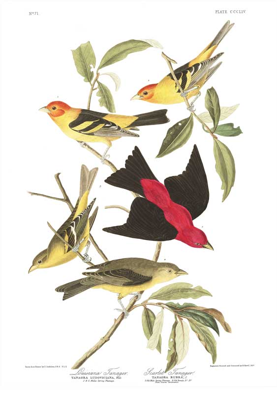 Tanager-Scarlet Louisiana