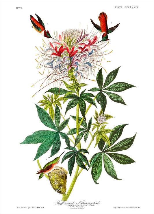 Hummingbird-Ruff-Necked