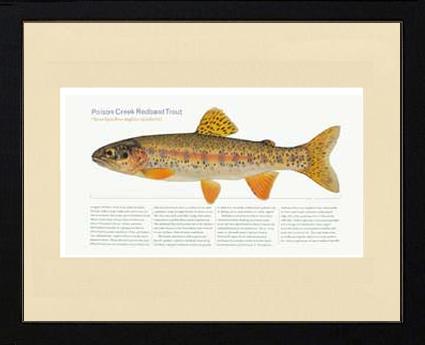 Poison Creek Redband Trout | Matted Tomelleri Trout Fish Print
