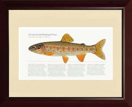 Poison Creek Redband Trout | Matted Tomelleri Trout Fish Print