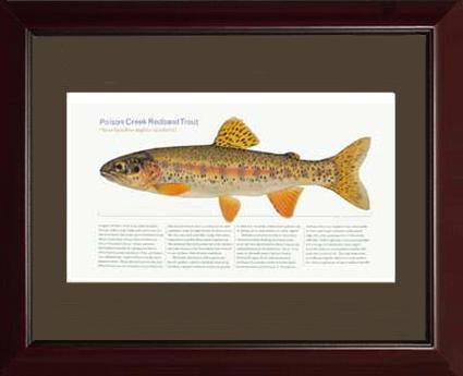 Poison Creek Redband Trout | Matted Tomelleri Trout Fish Print