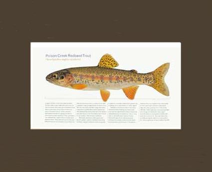 Poison Creek Redband Trout | Matted Tomelleri Trout Fish Print