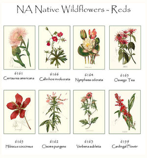 Red Wildflower Flower Note Card Set