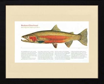 Redband Steelhead | Matted Tomelleri Trout Fish Print