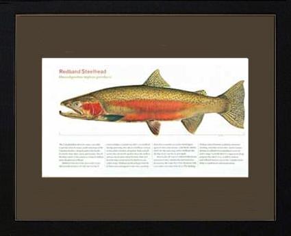 Redband Steelhead | Matted Tomelleri Trout Fish Print