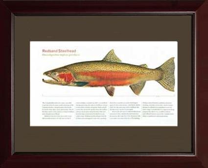 Redband Steelhead | Matted Tomelleri Trout Fish Print