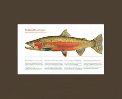 Redband Steelhead | Matted Tomelleri Trout Fish Print