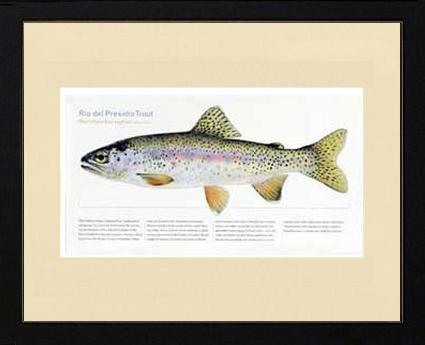 Rio del Presidio Trout | Matted Tomelleri Trout Fish Print