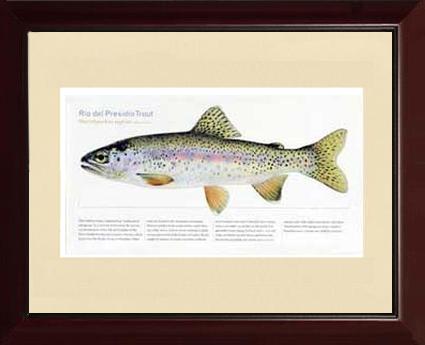 Rio del Presidio Trout | Matted Tomelleri Trout Fish Print
