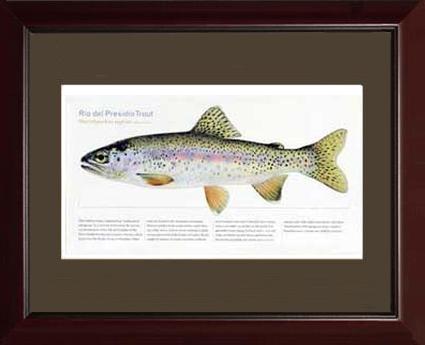 Rio del Presidio Trout | Matted Tomelleri Trout Fish Print