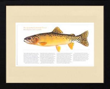 Rio Grande Cutthroat | Matted Tomelleri Trout Fish Print