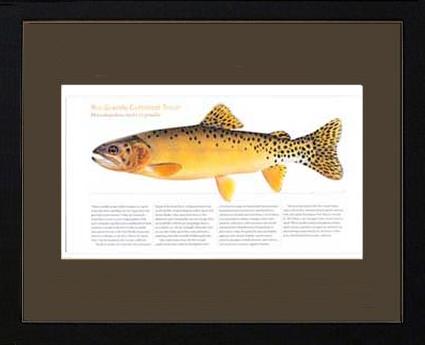 Rio Grande Cutthroat | Matted Tomelleri Trout Fish Print